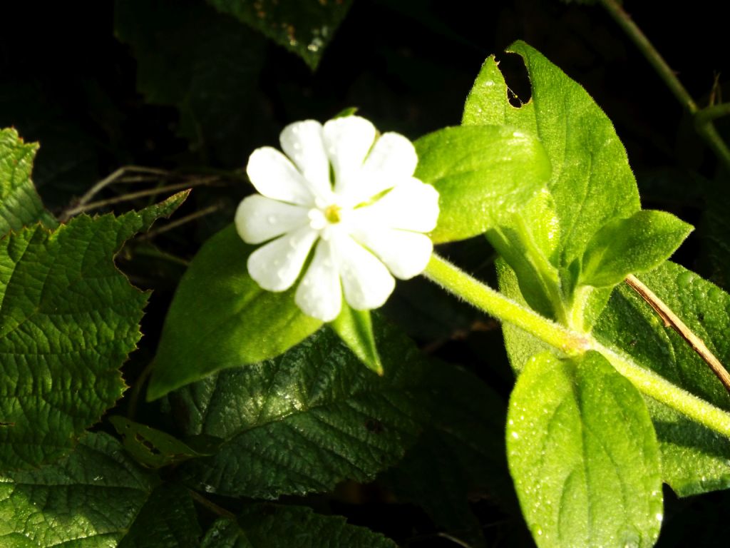 Silene alba (syn. Silene latifolia ssp. alba)